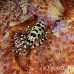 shrimp_coleman_bhr_tam_h_0544_bal6500.jpg